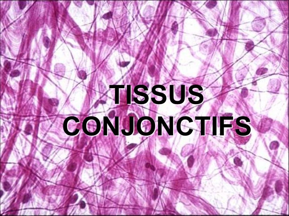 Ma Symbiose - Tissus conjonctifs