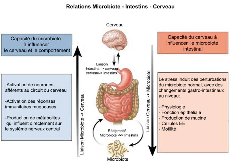 Ma Symbiose - Relation microbiote - intestins- cerveau