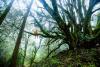 Homme harmonie nature forêt 