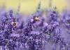 Abeille symbiose lavande Abeille symbiose lavande