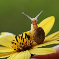 Escargot fleur symbiose